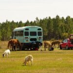 herd of sheep on green grass field during daytime